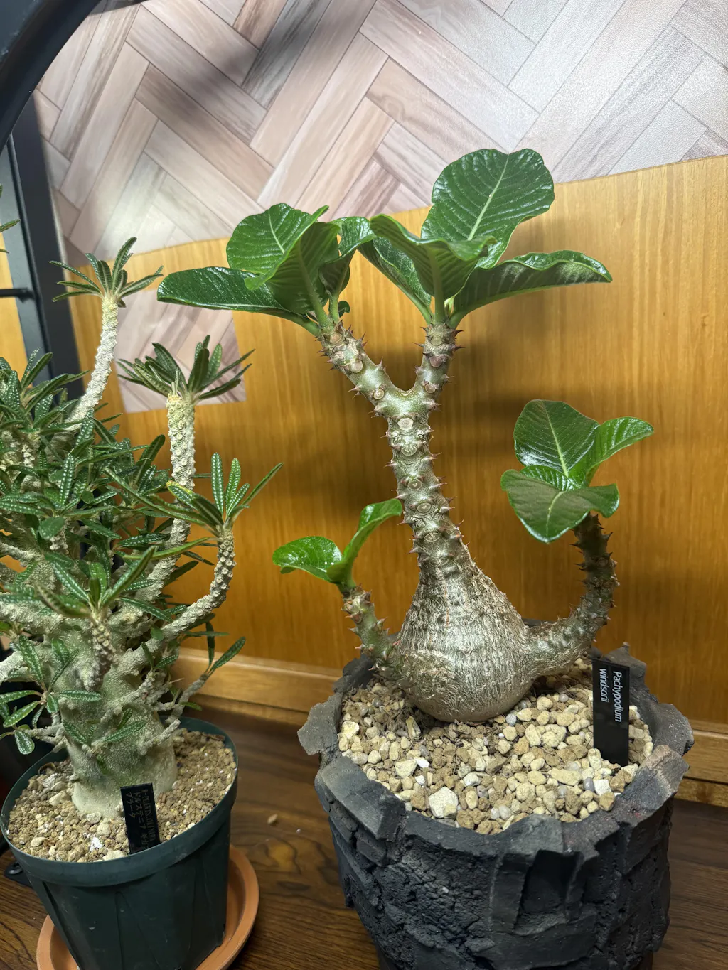 現品限り】アフリカ亀甲竜【E2】 Dioscorea elephantipes 塊根植物