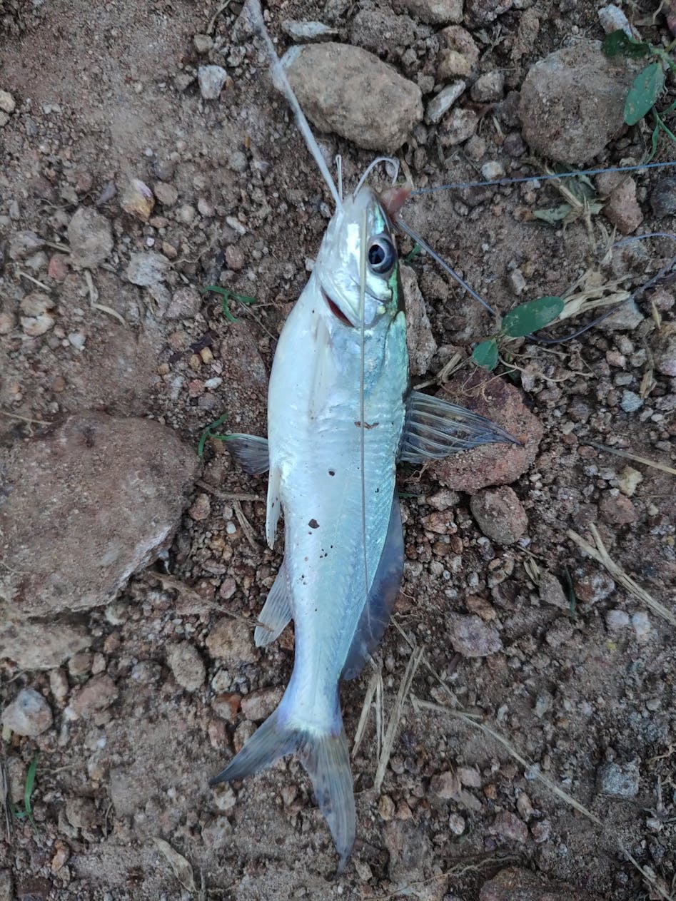 Bkk O'Shaunghnessy Hooks, Size: 1-2/0, मछली पकड़ने का काटा - Cabral  Outdoors, Udupi