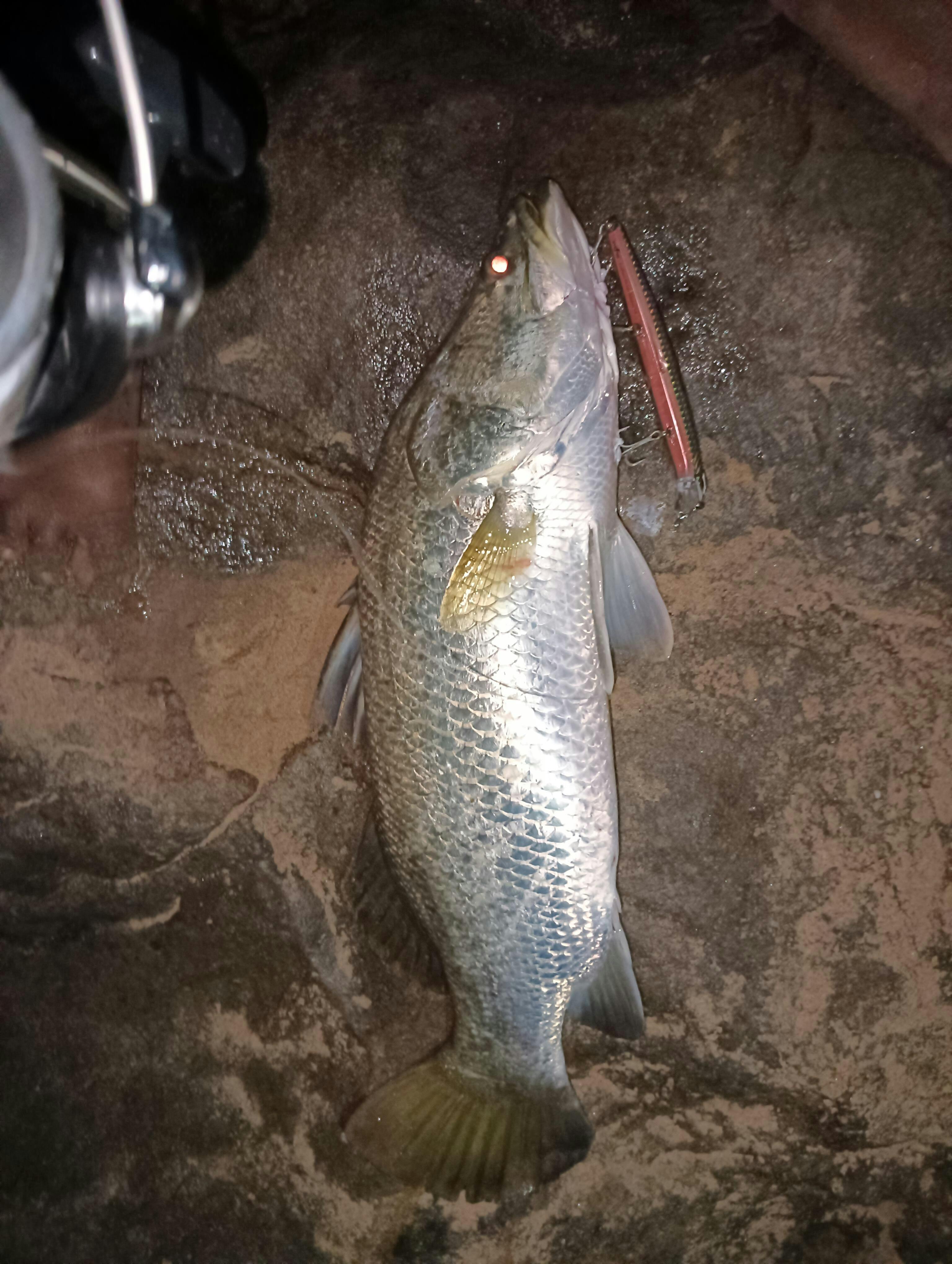 限定品　HAO BASS LINER Storm Color Silver HAO BASS LINER Blue Storm｜ミュージックランドKEY
