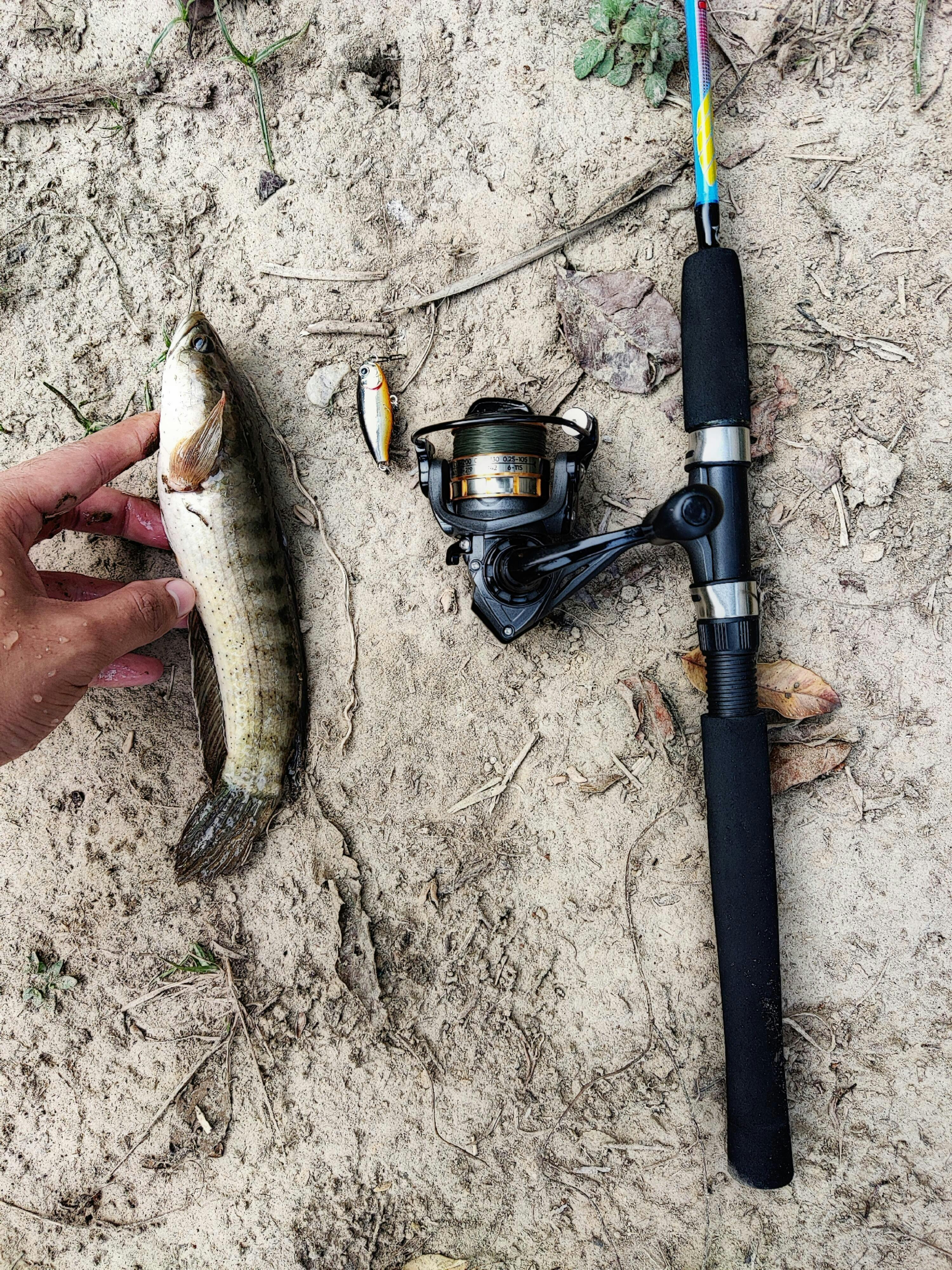 Lucana Z-Mini Walkdog Topwater Lure | Size: 40mm | 3.2g | Cabral