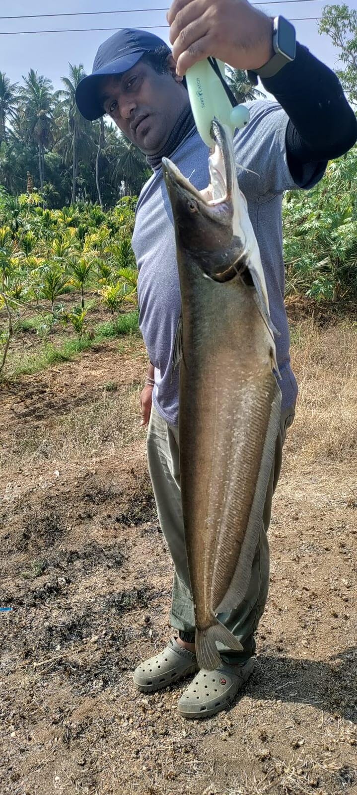 Daiwa Phantom Catfish 7ft-10ft Spinning Rod | Cabral Outdoors | Rs