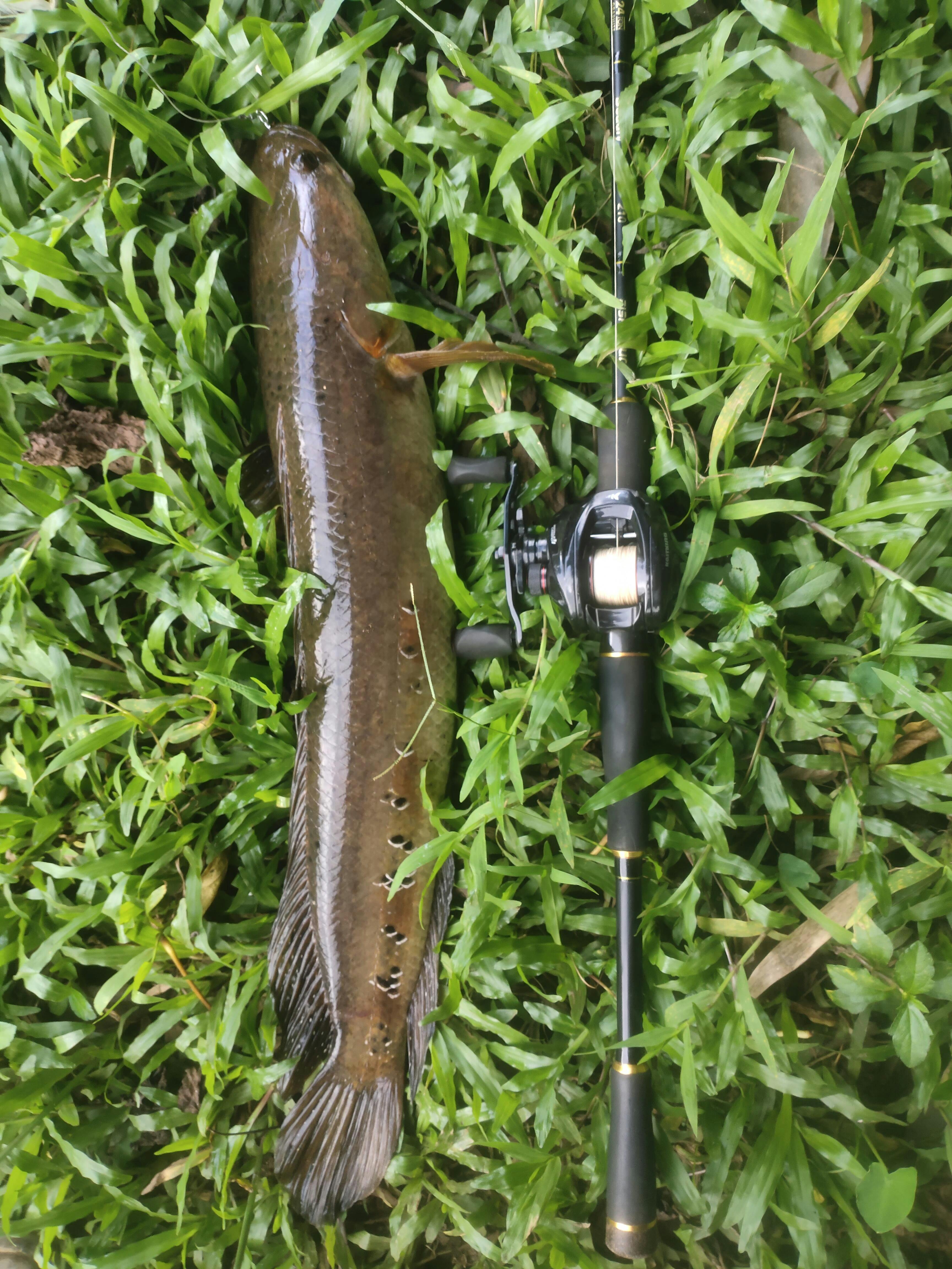 ZMAN Leap Frog Walking frog 2.75inch | 15g | 1pcs/pck | Cabral