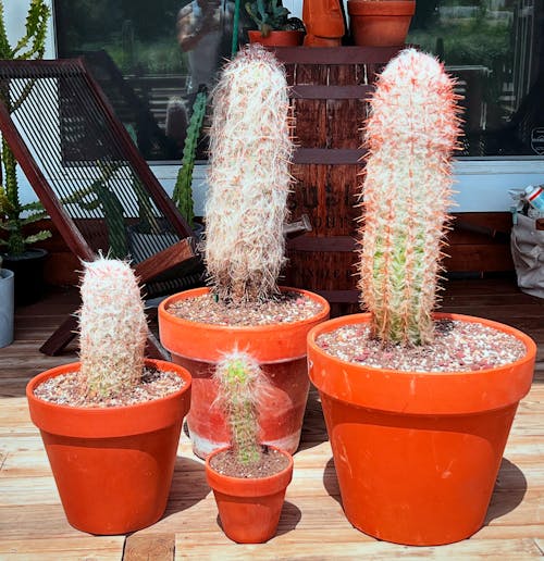 Old Man of the Mountain Cactus - Oreocereus Trollii