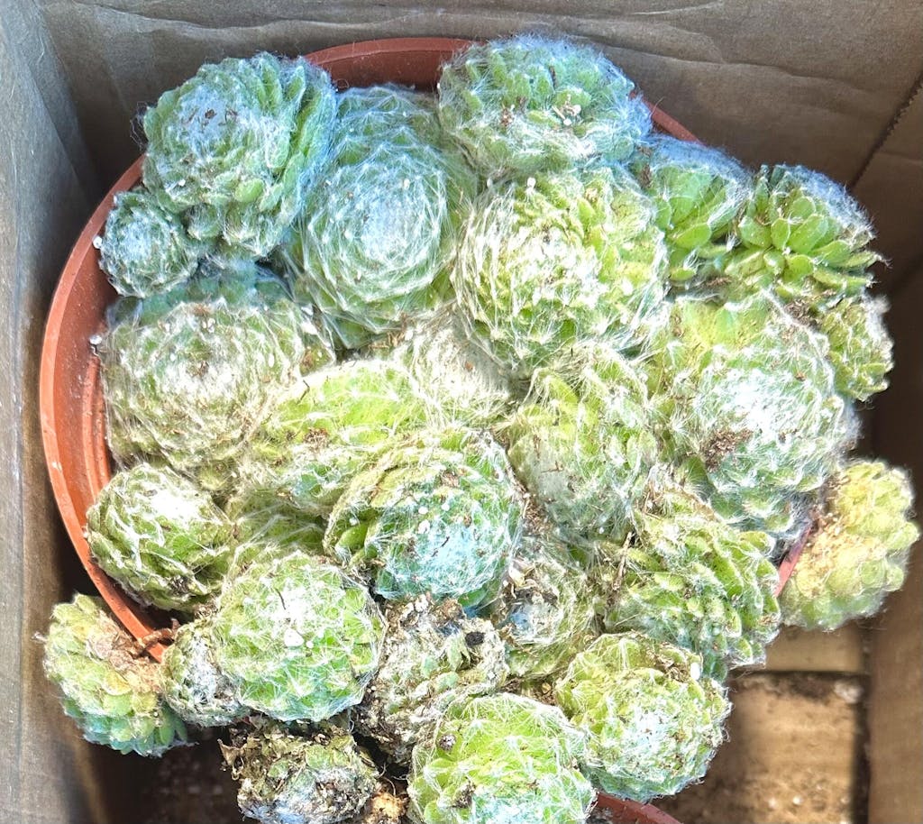 Cobweb Hens and Chicks - Sempervivum Arachnoideum