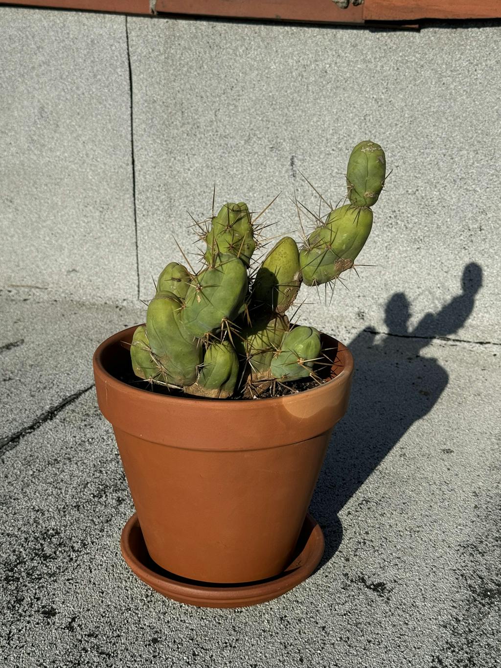 Penis Cactus (Short Form) - Trichocereus Bridgesii Monstrose