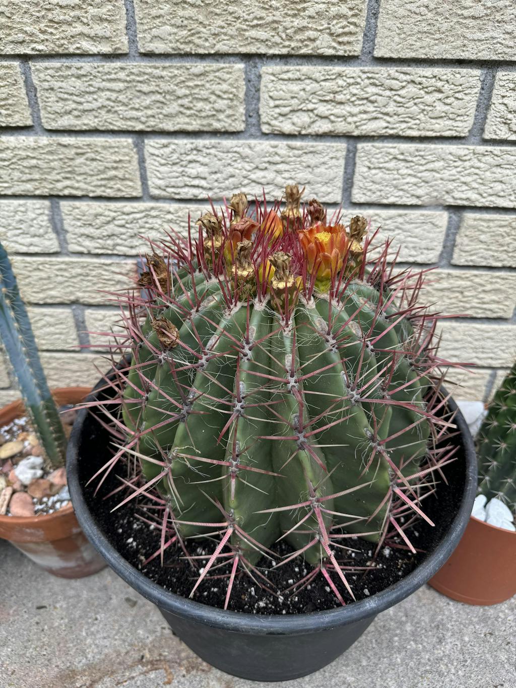 Mexican Lime Cactus - Ferocactus Pilosus