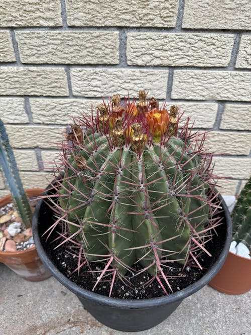 Mexican Lime Cactus - Ferocactus Pilosus