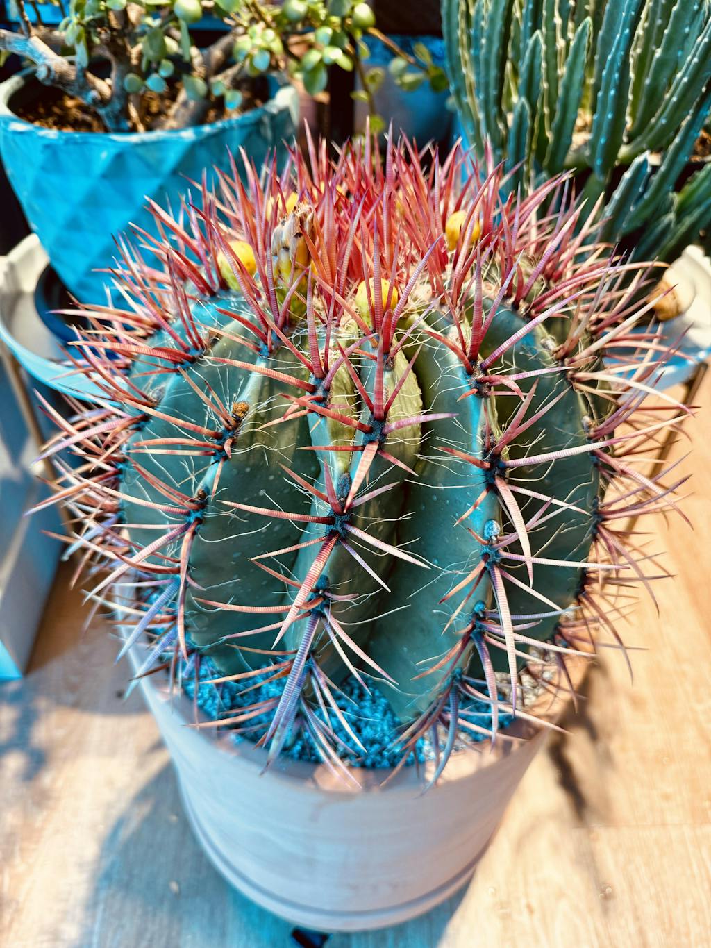 Mexican Lime Cactus - Ferocactus Pilosus