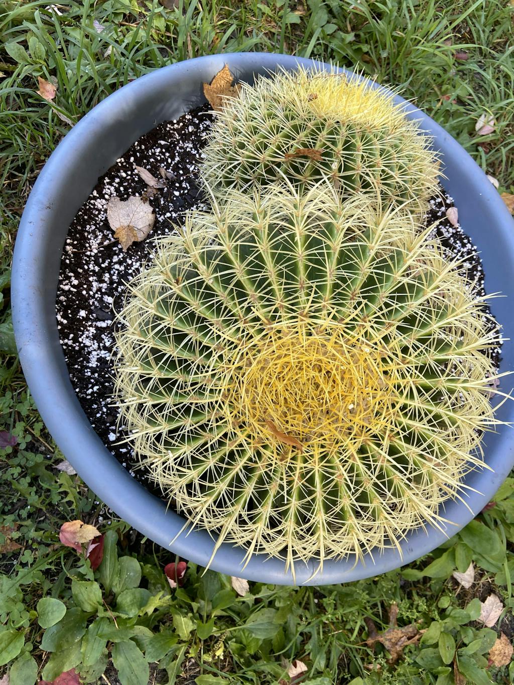 Golden Barrel Cactus - Echinocactus Grusonii
