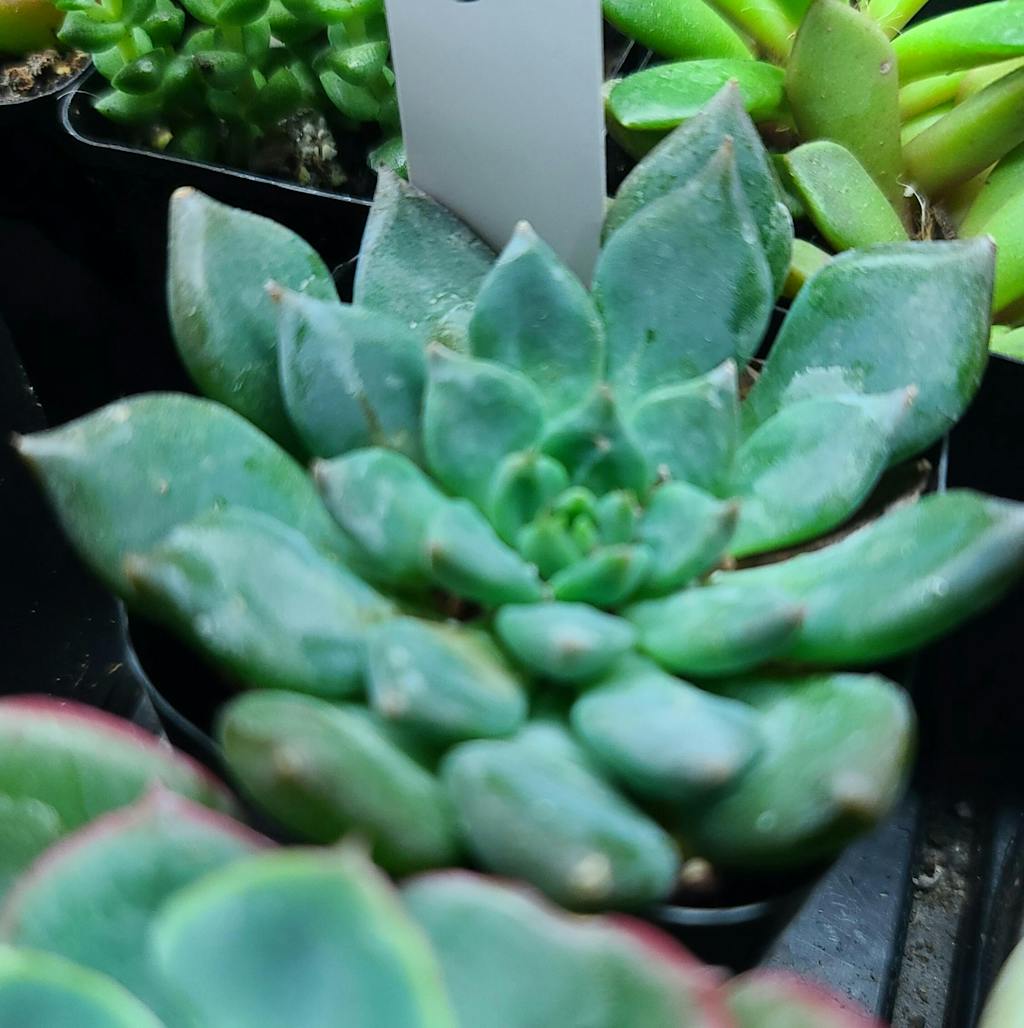 Echeveria 'Dark Moon' - Echeveria