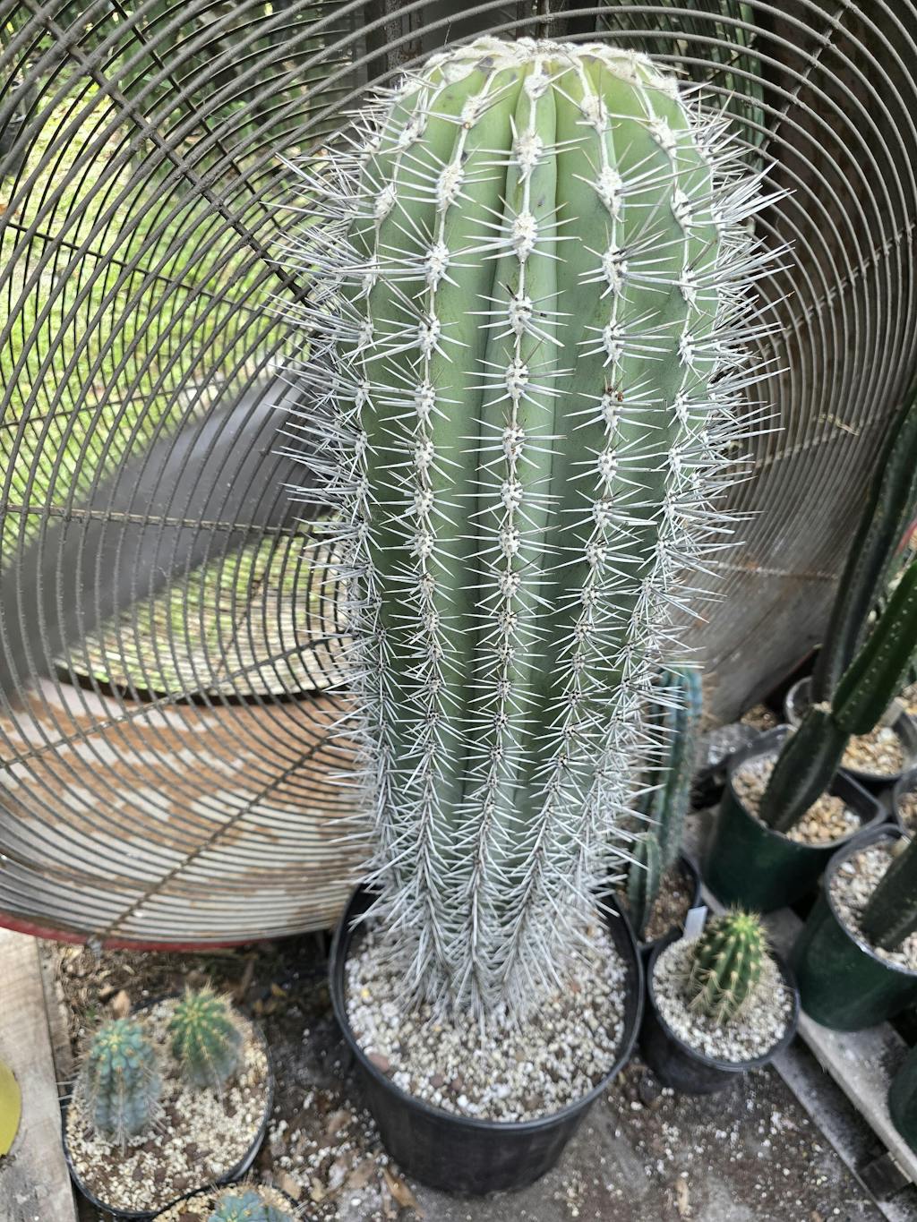 Mexican Giant Cardon (Elephant Cactus) - Pachycereus Pringlei