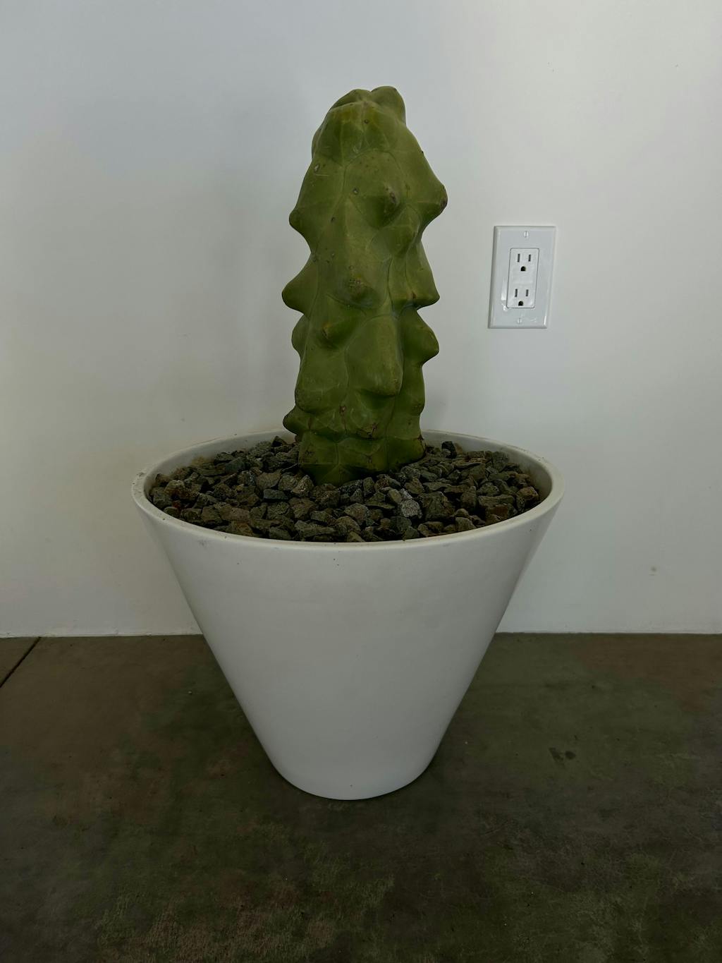 Totem Pole Cactus - Lophocereus shottii Obesa