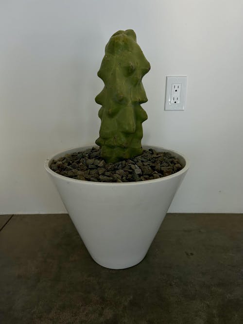 Totem Pole Cactus - Lophocereus shottii Obesa