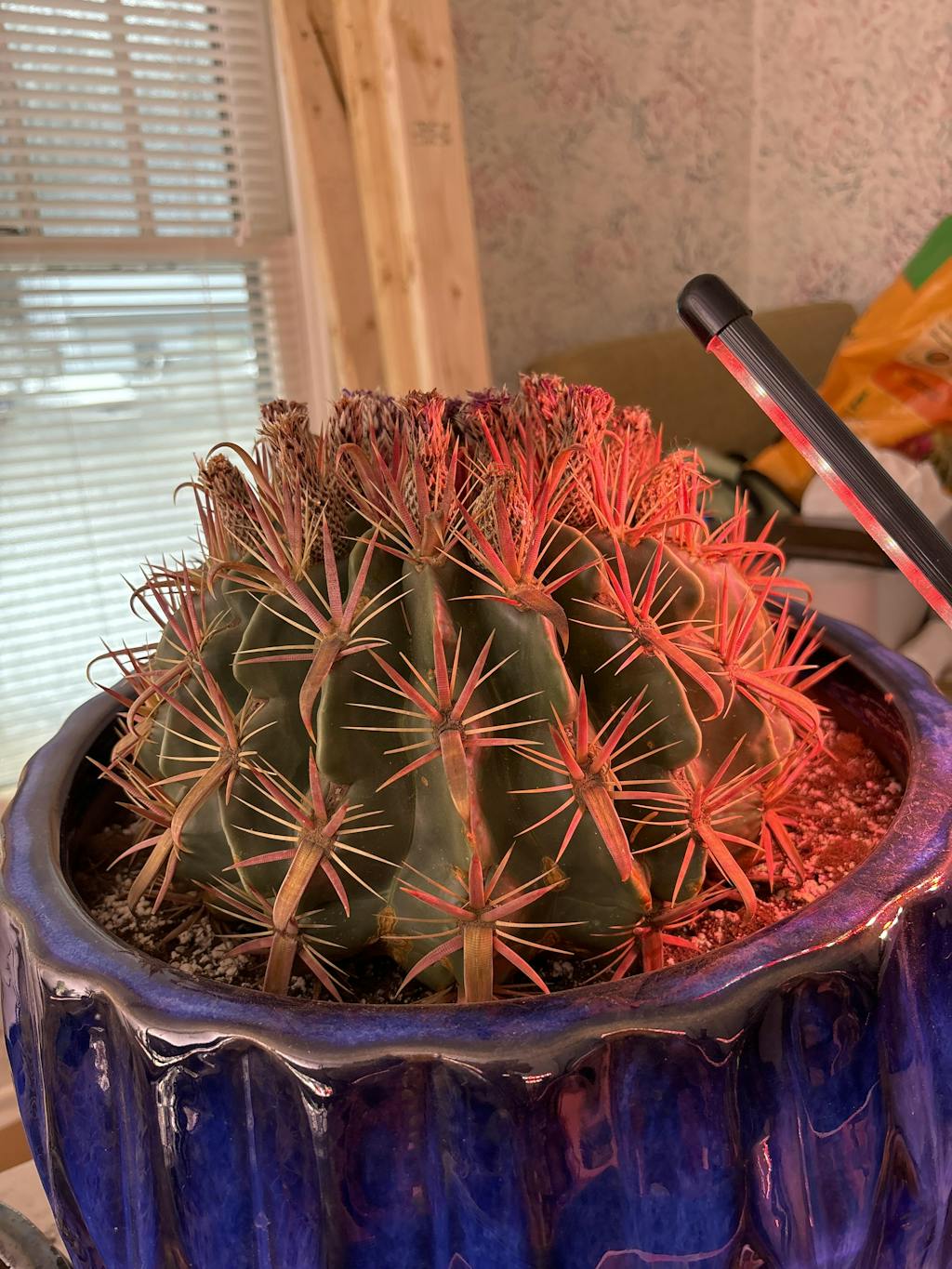 Devil's Tongue Barrel Cactus - Ferocactus latispinus