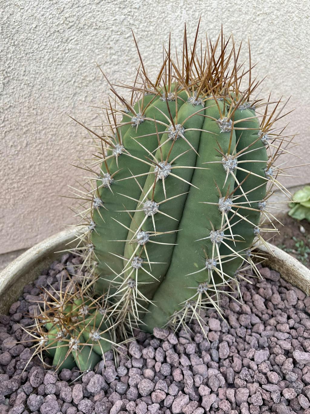 Argentine Saguaro - Echinopsis terscheckii or Trichocereus terscheckii