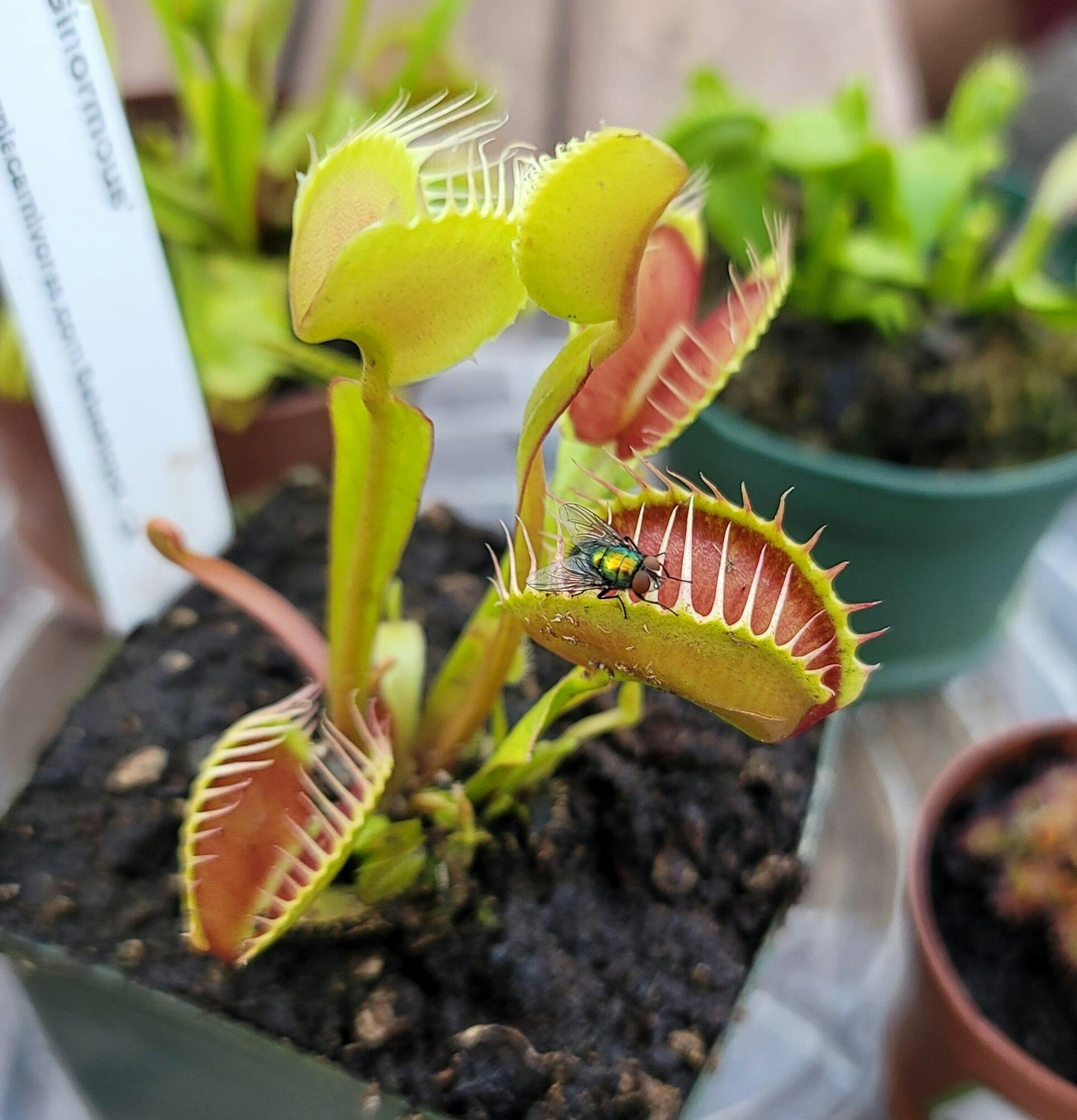 Dionaea m. Ginormous Venus Flytrap – California Carnivores