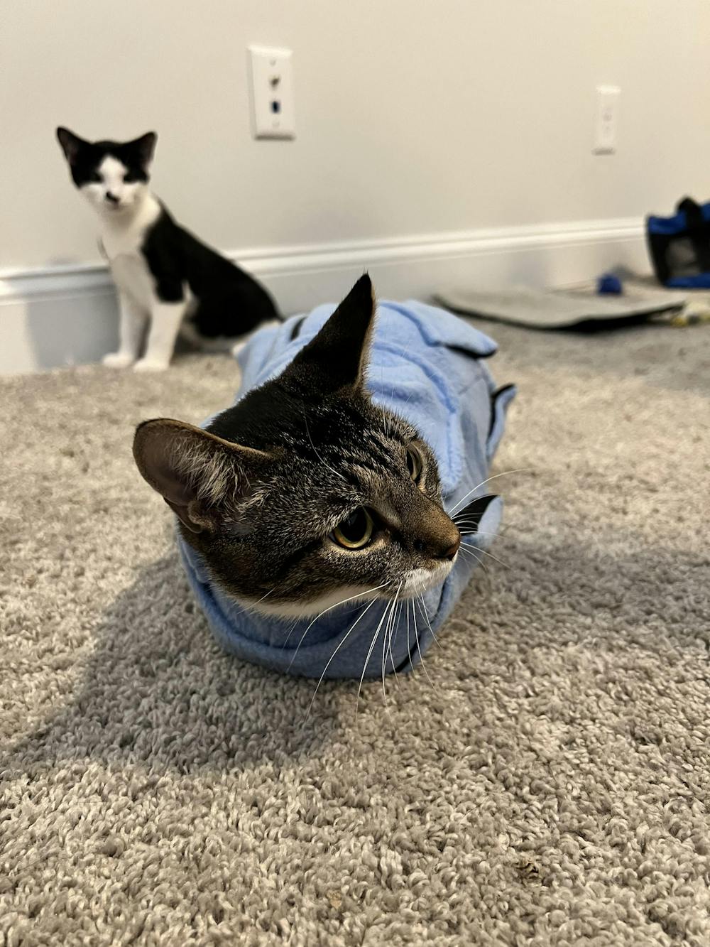 Calm & Cozy Cat Wrap Pro Medium