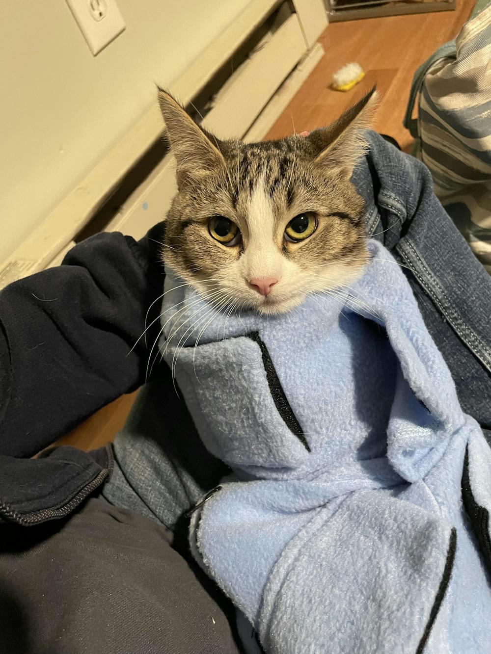 SALE - Calm & Cozy Kitten Wrap