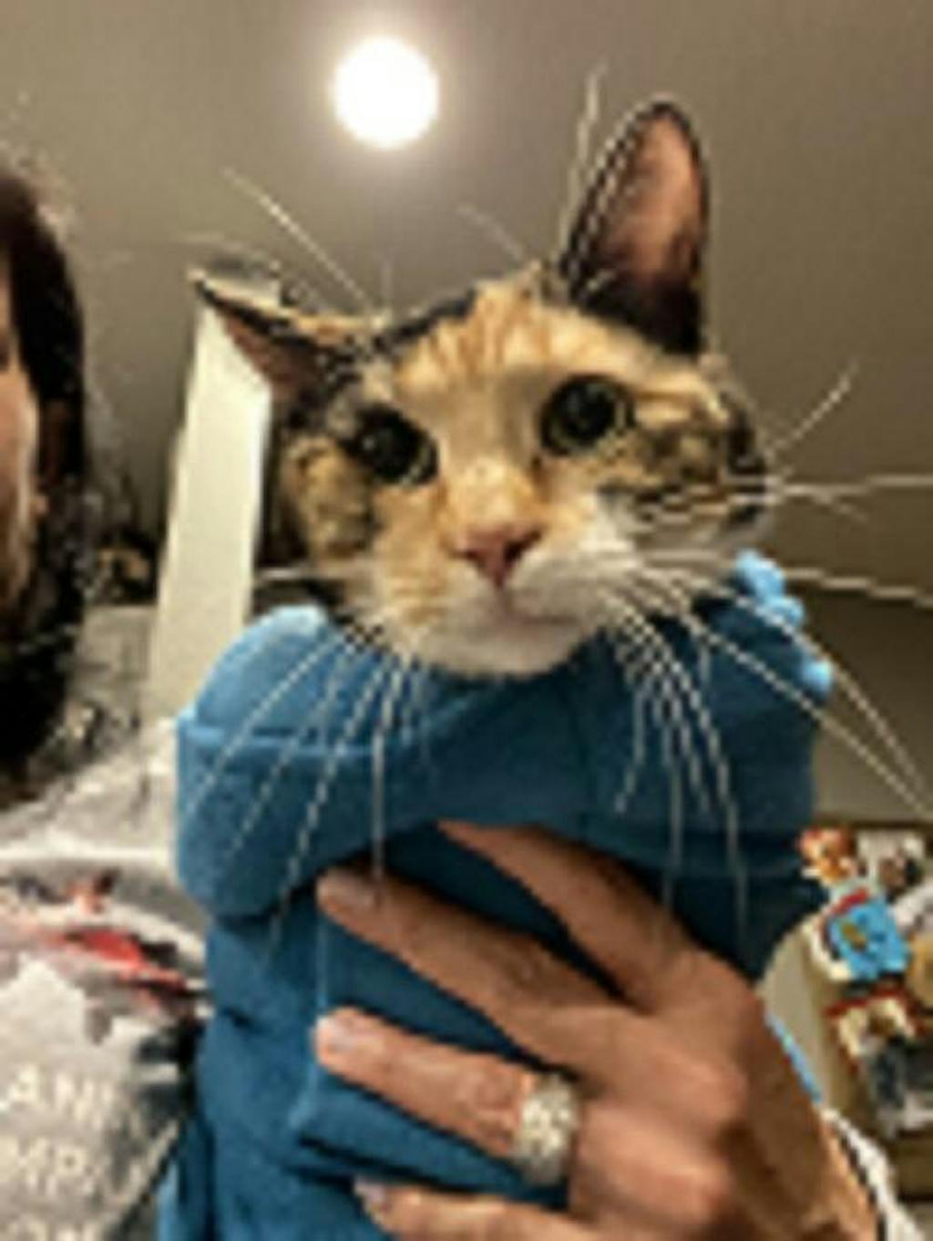 Calm & Cozy Cat Wrap Pro Medium