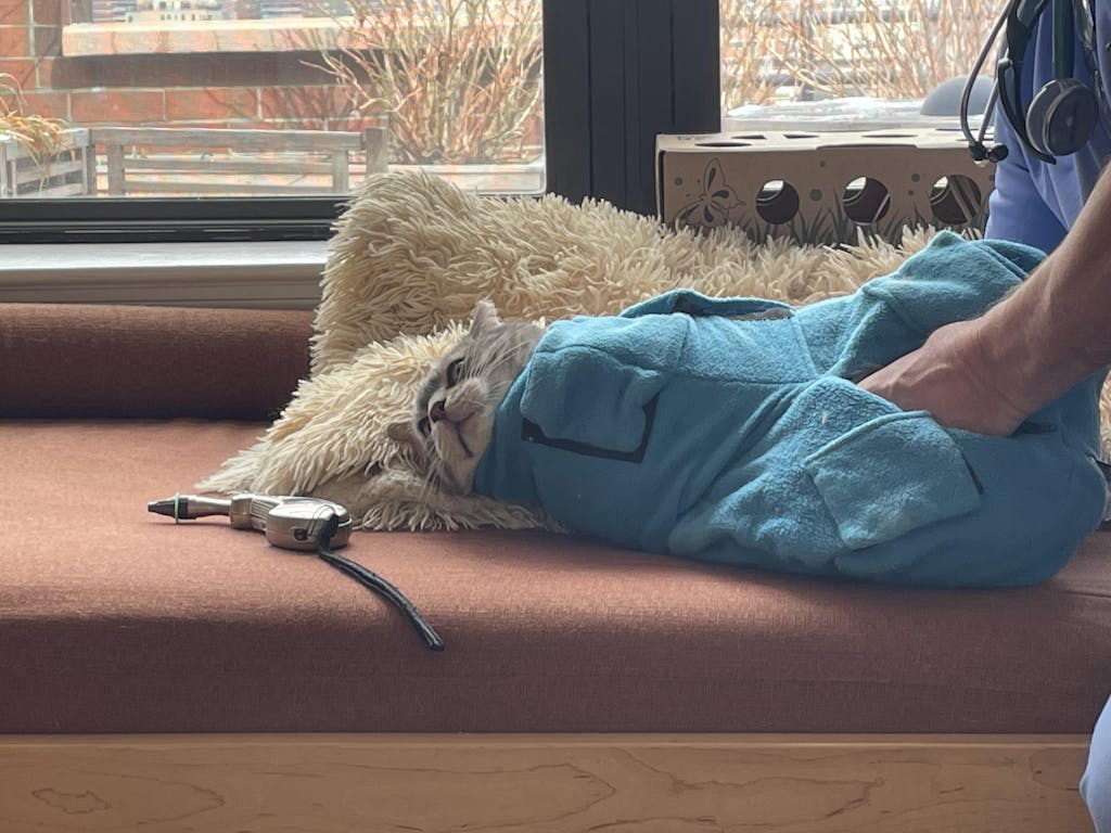 Calm & Cozy Cat Wrap Pro Medium