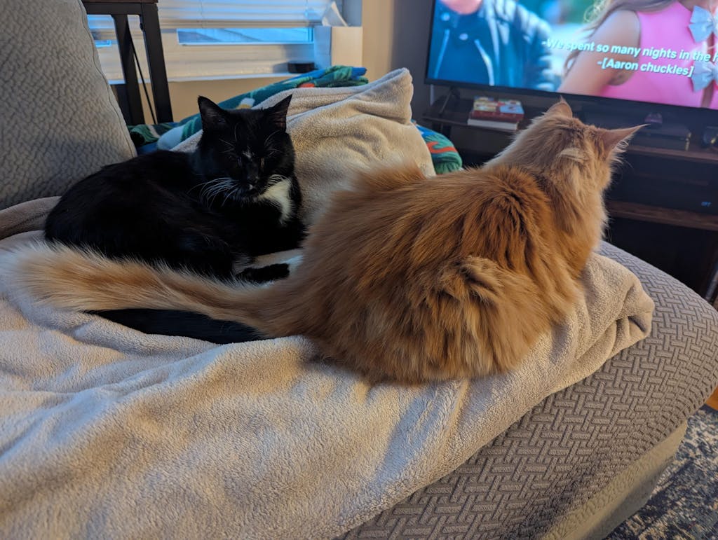 Calm & Cozy Cat Wrap Pro Large