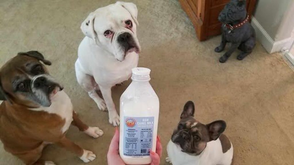 RAW Camel Milk for Pets - Liters (33oz)