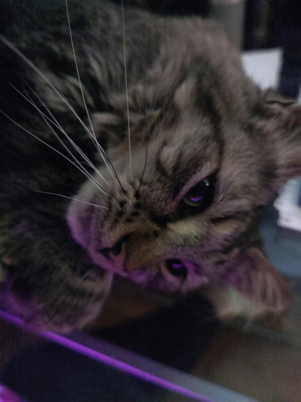 Camel Milk Liter (33 oz)