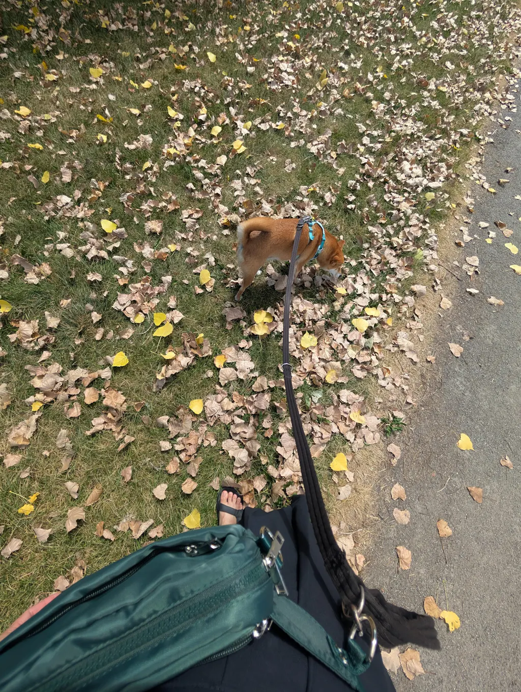 The Daily Trainer Bag: Double Compartment Treat Bag (Limited Edition Colors)