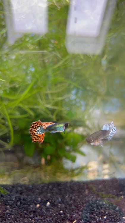 Aquarium Lighting for Guppies: Brighten Your Tank Perfectly
