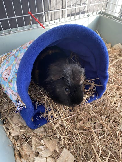 Baby Guinea Guinea Pig Cost Petsmart Pet Can Hamsters Eat Guinea