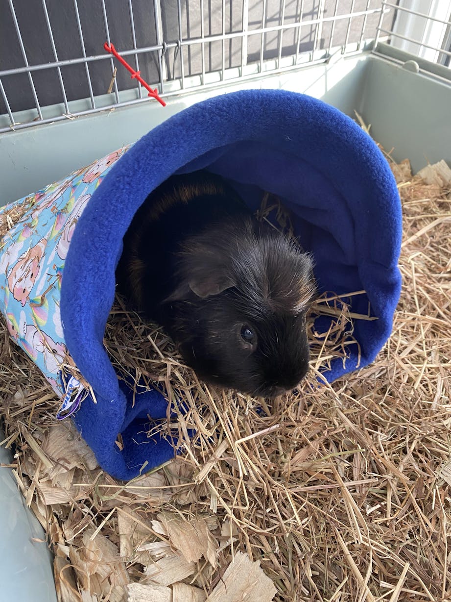 Baby Guinea Guinea Pig Cost Petsmart Pet Can Hamsters Eat Guinea