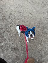 DOG COWL Crochet Pattern (skill level Easy)