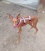 Arnés 3 Puntos Anti-Escape