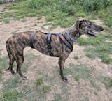 Arnés 3 Puntos Anti-Escape