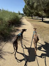 Arnés 3 Puntos Anti-Escape