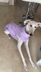 Jersey Polar para Whippet y Galgo