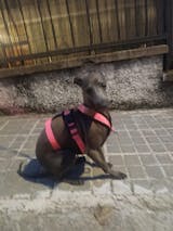 Arnés 3 Puntos Anti-Escape