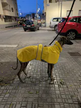 Chubasquero Impermeable Reflectante para Whippet y Galgo