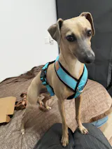 Arnés Reflectante Forma "Y"