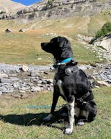 Barre VTT Link I-Dog – Cani-Shop du Beynert