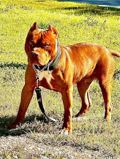 Original Of American Pitbull Dog Original Red Nose Pitbull