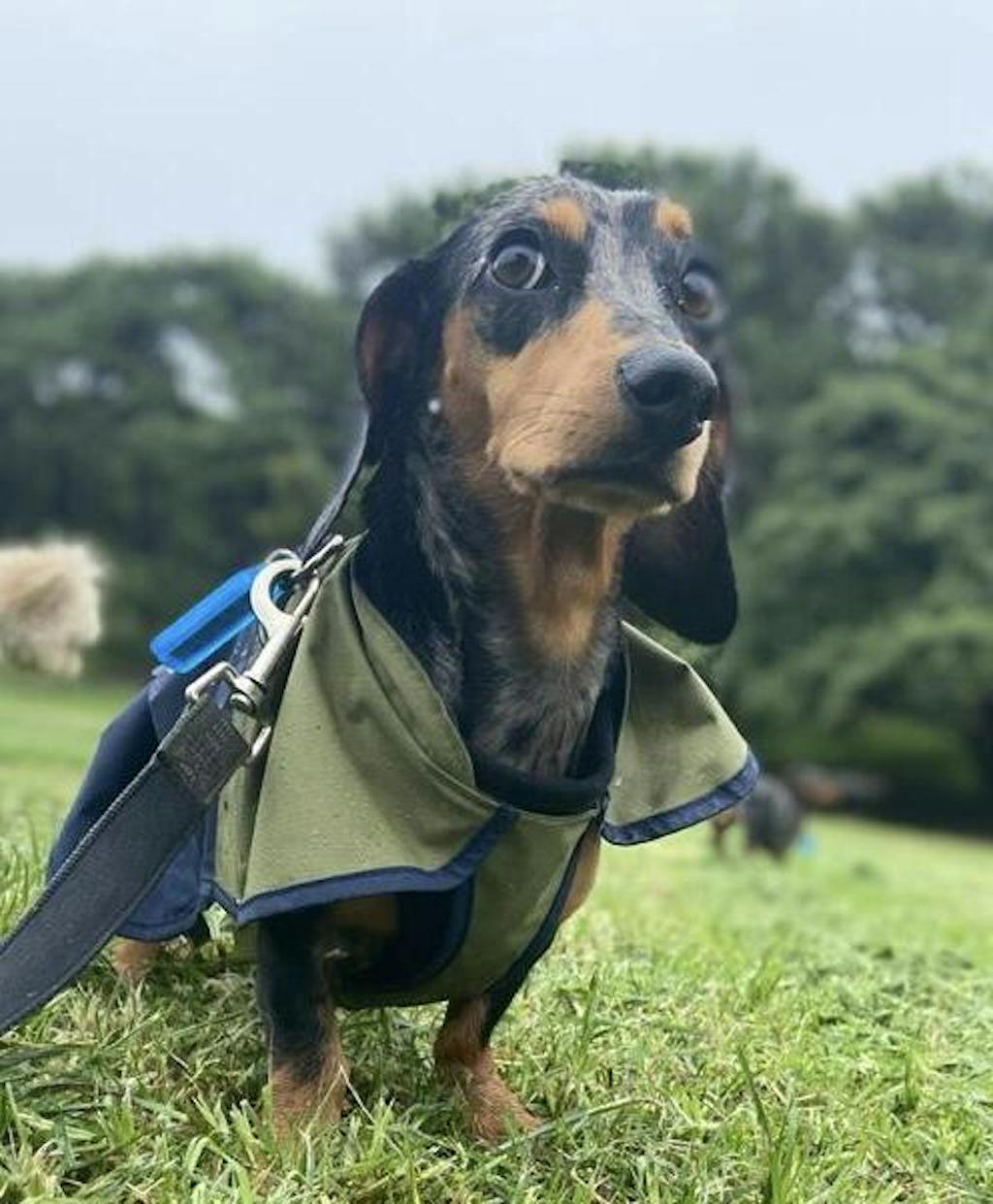 Ruffwear Sun Shower Dog Raincoat, Water & Windproof Free Shipping