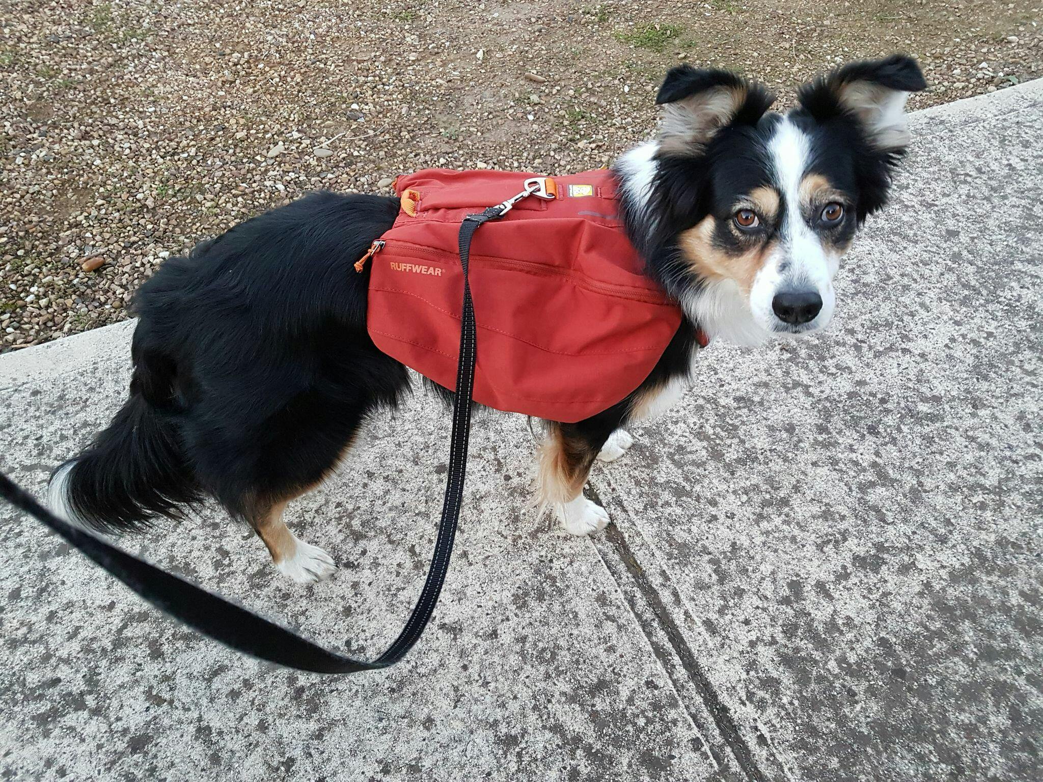 Ruffwear Front Range Day Pack Perfect Day Trip Dog Backpack