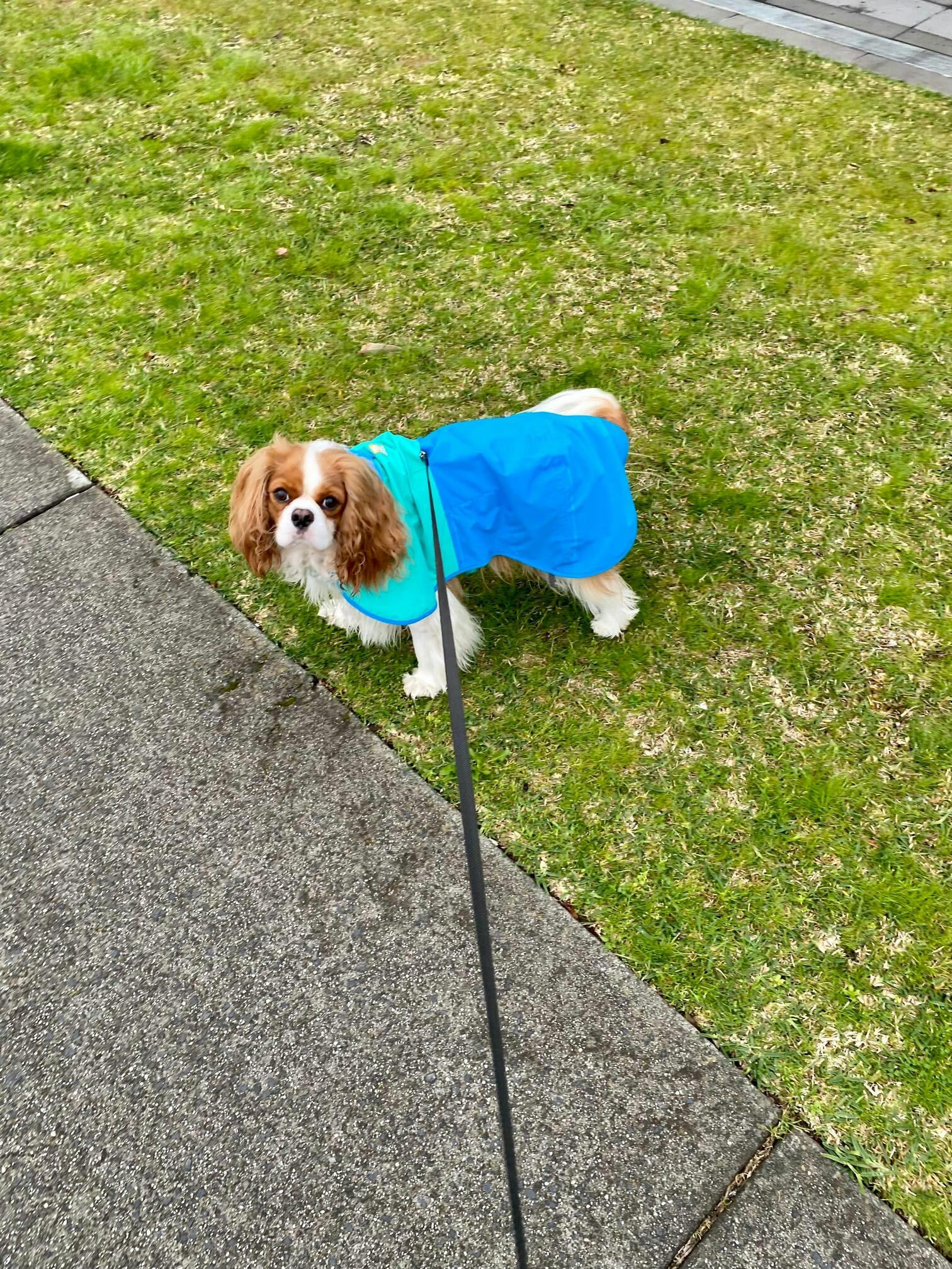 Raincoats for store dogs australia