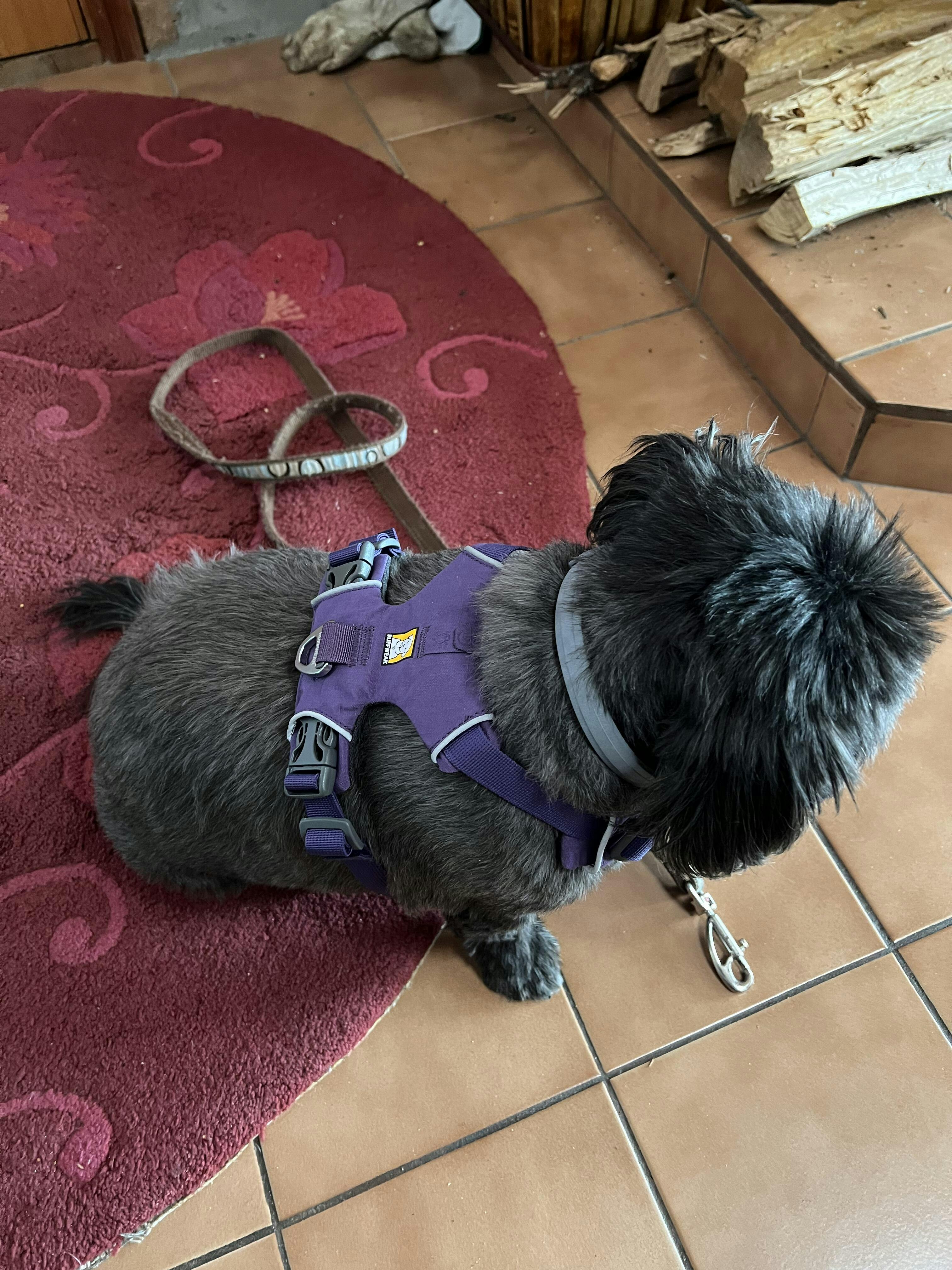 Ruffwear Front Range Dog Harness Australia Dispatch, Free Shipping