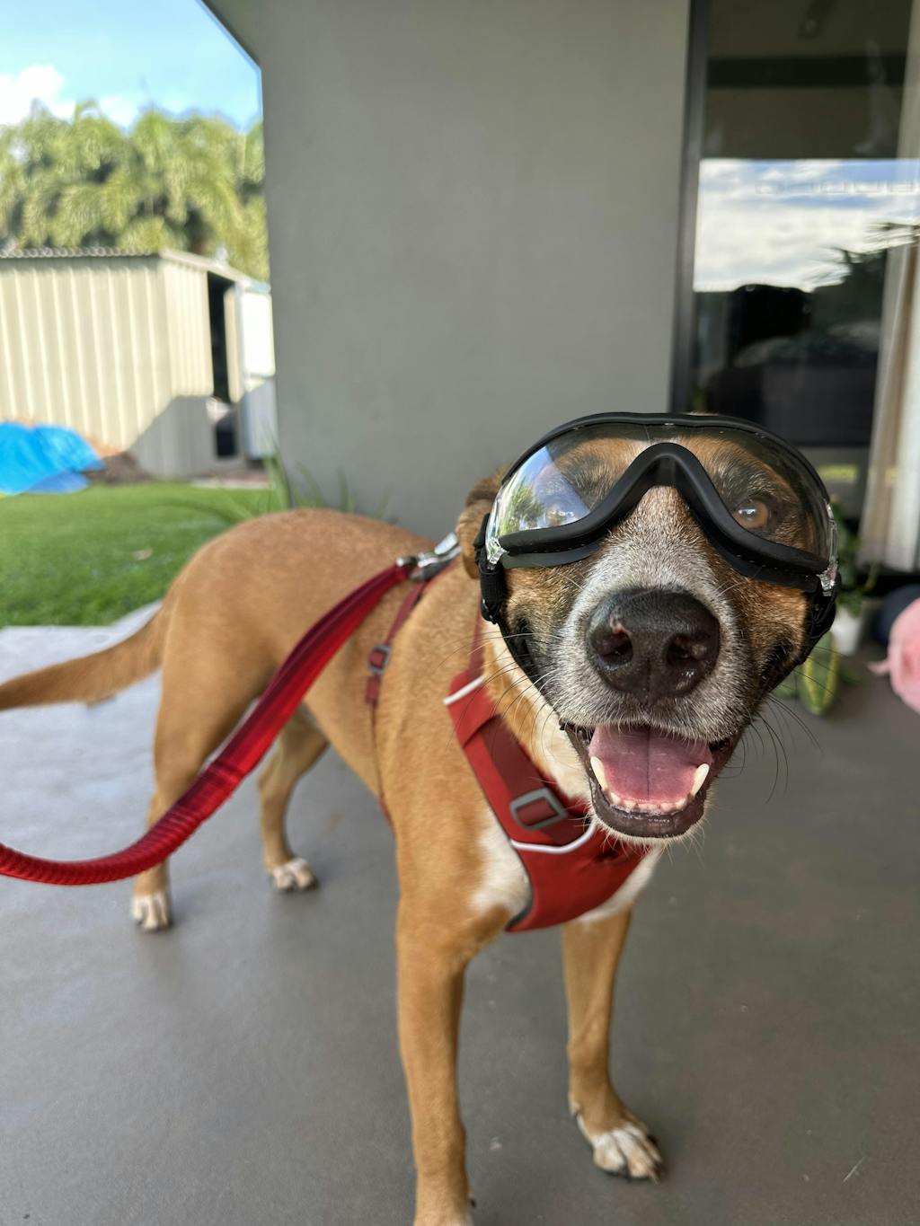 Ruffwear Front Range Dog Harness Australia Dispatch, Free Shipping