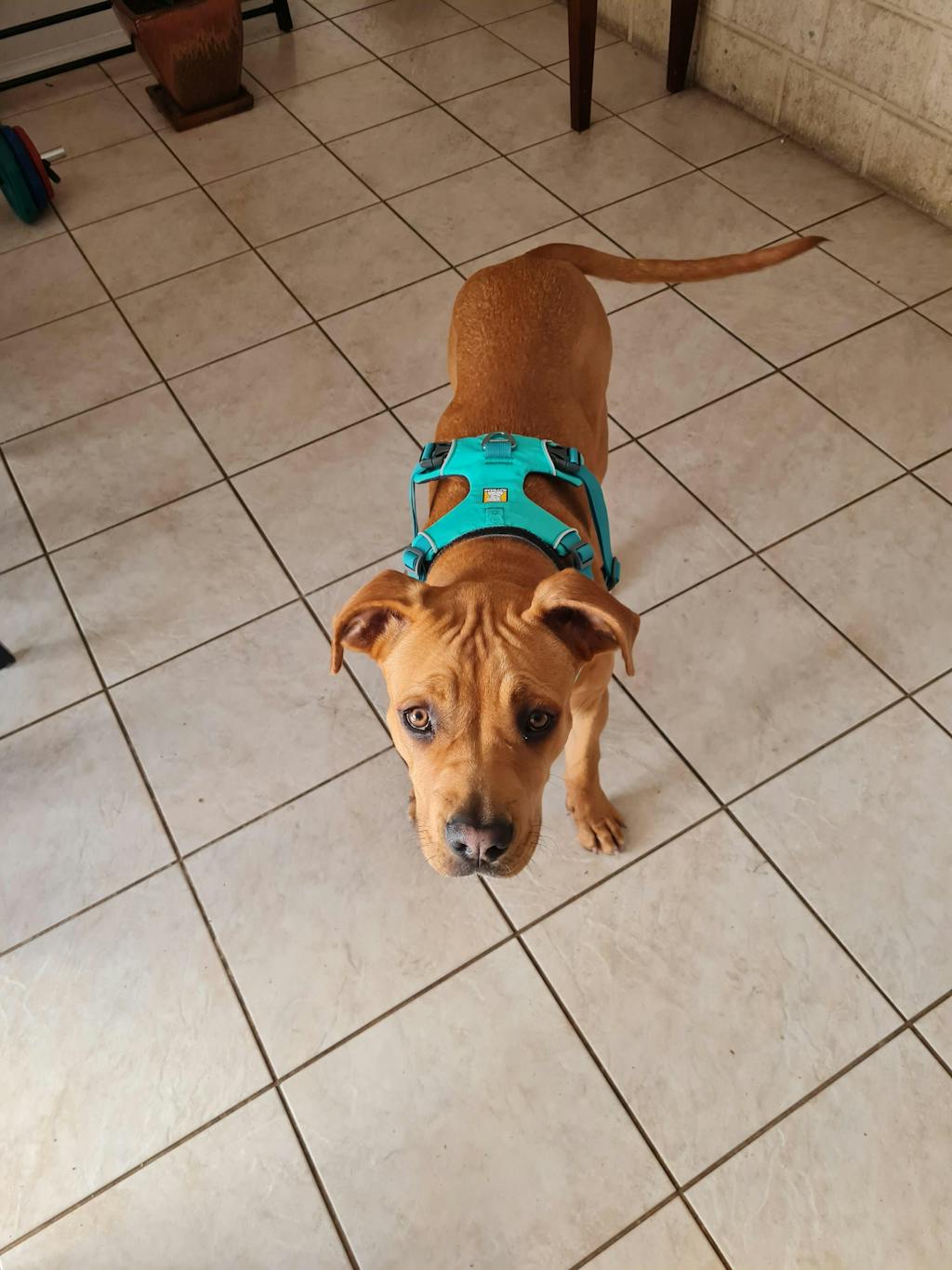 Ruffwear Front Range Dog Harness Australia Dispatch, Free Shipping