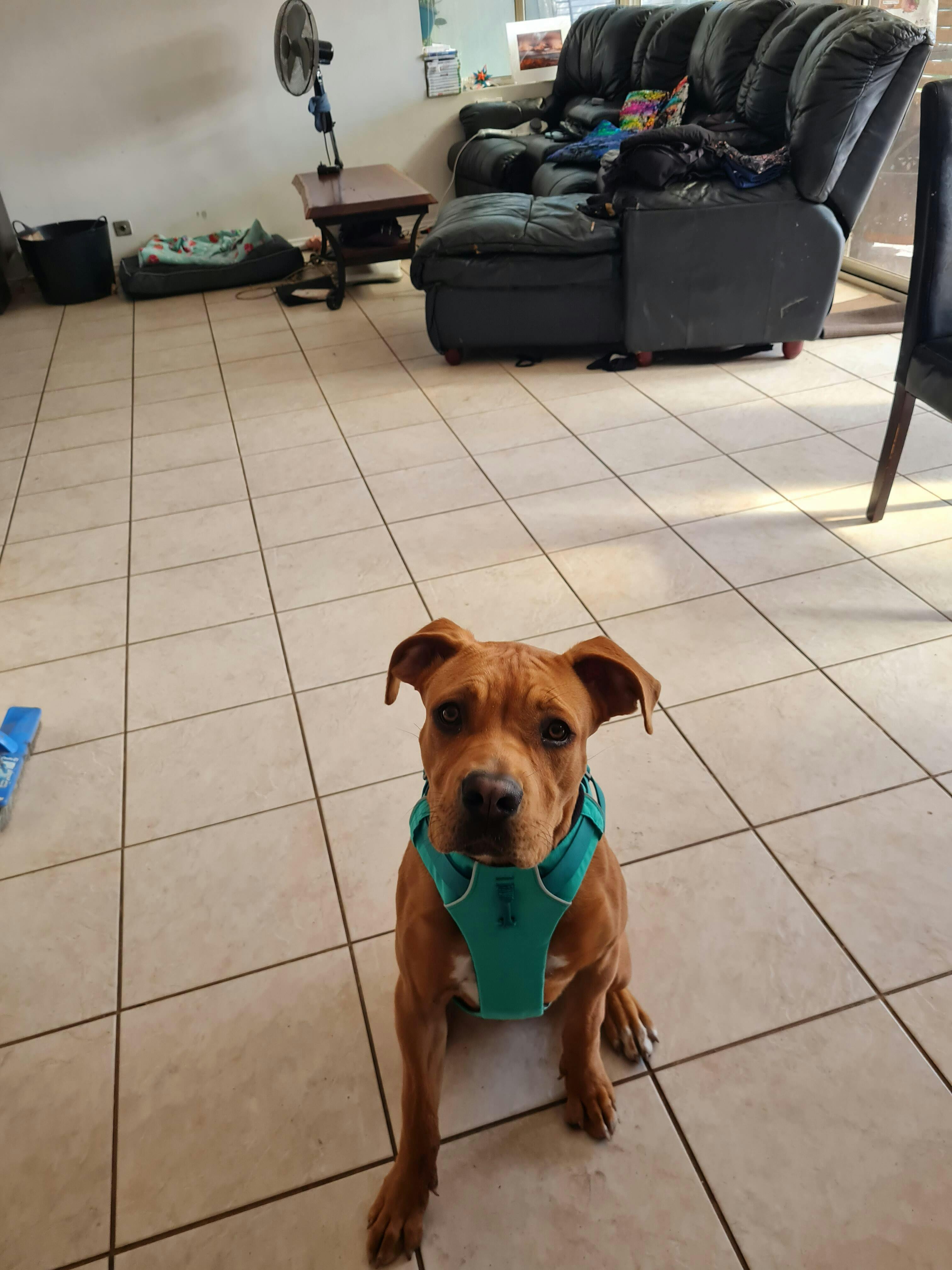 Ruffwear Front Range Dog Harness Australia Dispatch, Free Shipping