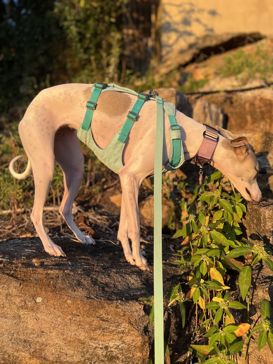 Ruffwear Hi & Light Lightweight Dog Collar - Australia Dispatch - Canine  Spirit Australia