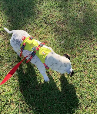 Ruffwear Flagline Dog Harness - Lightweight, Back Handle